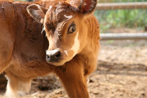 The most heat-tolerant of dairy breeds, she. . Mini jersey cow for sale north carolina